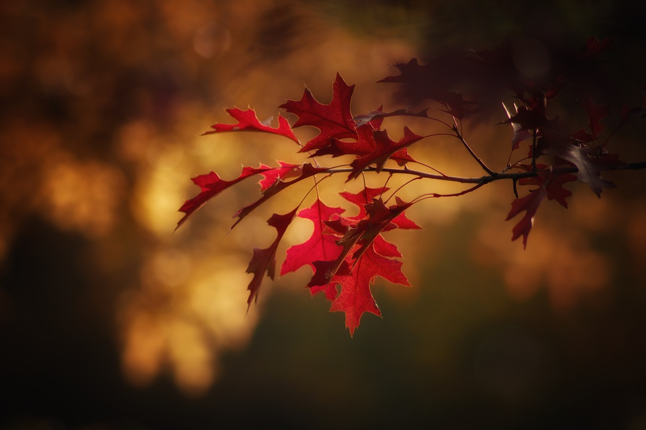 autumn, maple leaves, season